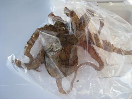 オリジナルメーカー海づり公園(市原市海づり…