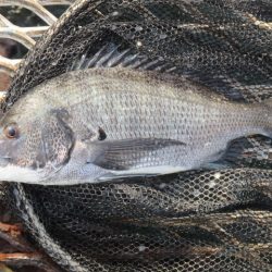 オリジナルメーカー海づり公園(市原市海づり施設) 釣果