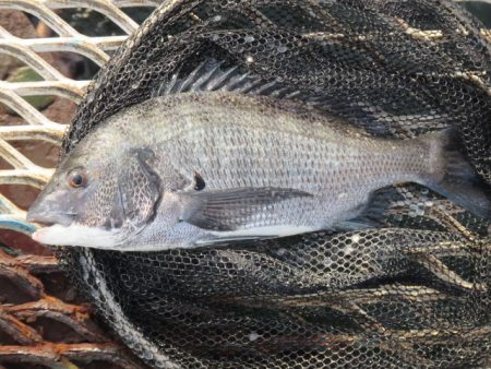 オリジナルメーカー海づり公園(市原市海づり施設) 釣果