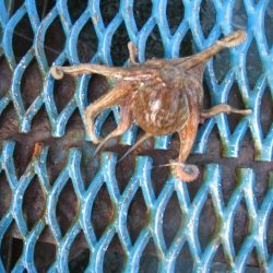 オリジナルメーカー海づり公園(市原市海づり施設) 釣果