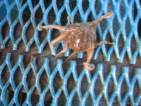 オリジナルメーカー海づり公園(市原市海づり施設) 釣果