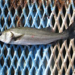 オリジナルメーカー海づり公園(市原市海づり施設) 釣果