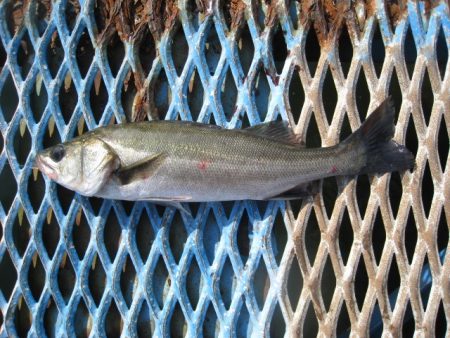オリジナルメーカー海づり公園(市原市海づり施設) 釣果