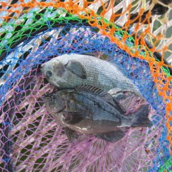 オリジナルメーカー海づり公園(市原市海づり施設) 釣果