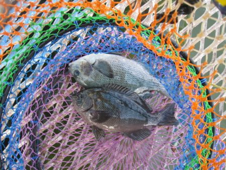 オリジナルメーカー海づり公園(市原市海づり施設) 釣果