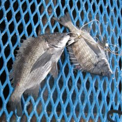 オリジナルメーカー海づり公園(市原市海づり施設) 釣果