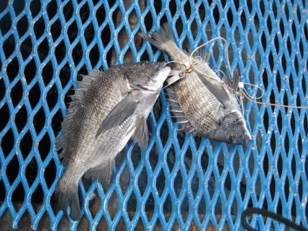 オリジナルメーカー海づり公園(市原市海づり…