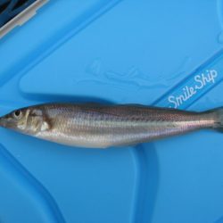 オリジナルメーカー海づり公園(市原市海づり施設) 釣果