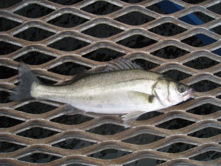 オリジナルメーカー海づり公園(市原市海づり施設) 釣果