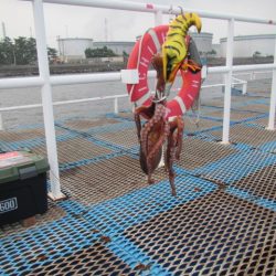 オリジナルメーカー海づり公園(市原市海づり施設) 釣果