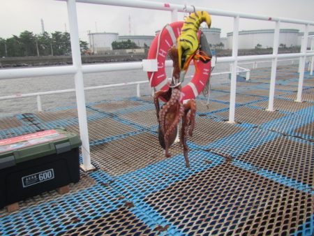 オリジナルメーカー海づり公園(市原市海づり施設) 釣果