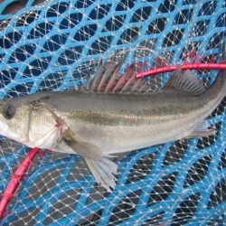オリジナルメーカー海づり公園(市原市海づり施設) 釣果