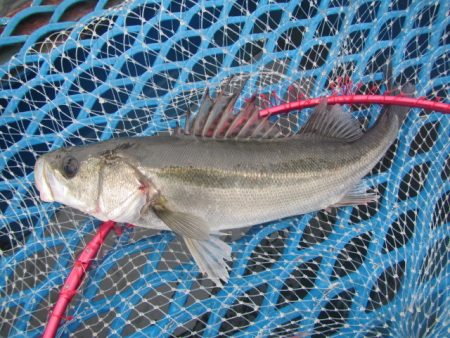 オリジナルメーカー海づり公園(市原市海づり施設) 釣果