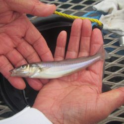オリジナルメーカー海づり公園(市原市海づり施設) 釣果