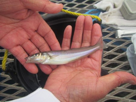 オリジナルメーカー海づり公園(市原市海づり施設) 釣果