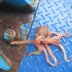 オリジナルメーカー海づり公園(市原市海づり施設) 釣果