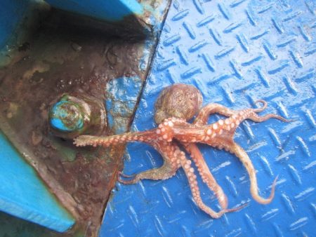 オリジナルメーカー海づり公園(市原市海づり施設) 釣果