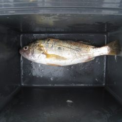 オリジナルメーカー海づり公園(市原市海づり施設) 釣果