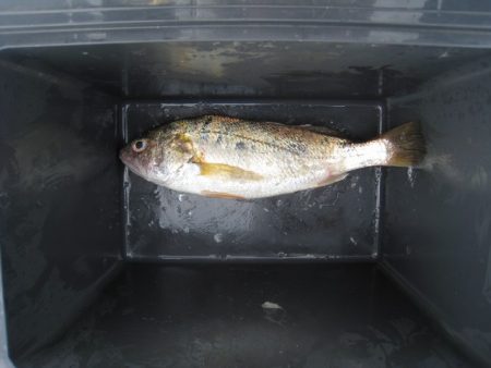 オリジナルメーカー海づり公園(市原市海づり施設) 釣果