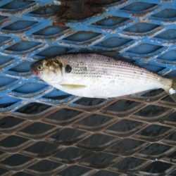 オリジナルメーカー海づり公園(市原市海づり施設) 釣果