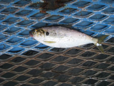 オリジナルメーカー海づり公園(市原市海づり施設) 釣果
