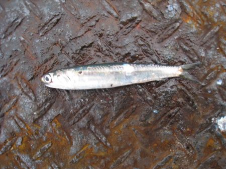 オリジナルメーカー海づり公園(市原市海づり施設) 釣果