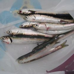 オリジナルメーカー海づり公園(市原市海づり施設) 釣果