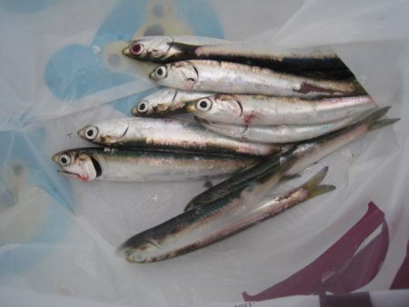 オリジナルメーカー海づり公園(市原市海づり施設) 釣果