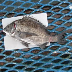 オリジナルメーカー海づり公園(市原市海づり施設) 釣果