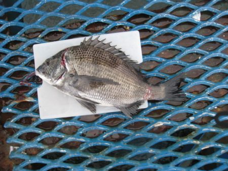 オリジナルメーカー海づり公園(市原市海づり施設) 釣果