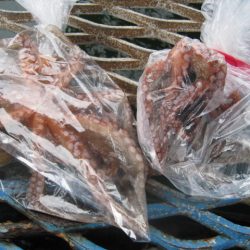 オリジナルメーカー海づり公園(市原市海づり施設) 釣果