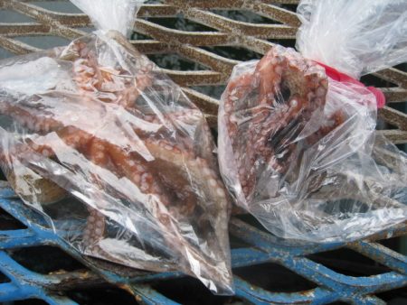 オリジナルメーカー海づり公園(市原市海づり施設) 釣果