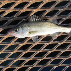 オリジナルメーカー海づり公園(市原市海づり施設) 釣果