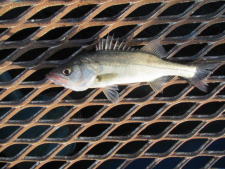 オリジナルメーカー海づり公園(市原市海づり施設) 釣果