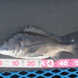 オリジナルメーカー海づり公園(市原市海づり施設) 釣果