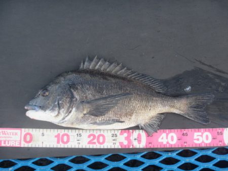 オリジナルメーカー海づり公園(市原市海づり…