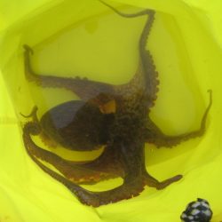 オリジナルメーカー海づり公園(市原市海づり施設) 釣果