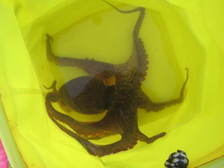 オリジナルメーカー海づり公園(市原市海づり施設) 釣果