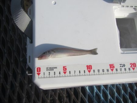 オリジナルメーカー海づり公園(市原市海づり施設) 釣果