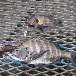 オリジナルメーカー海づり公園(市原市海づり施設) 釣果