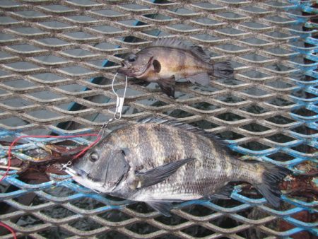 オリジナルメーカー海づり公園(市原市海づり施設) 釣果