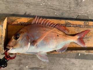 幸吉丸 釣果