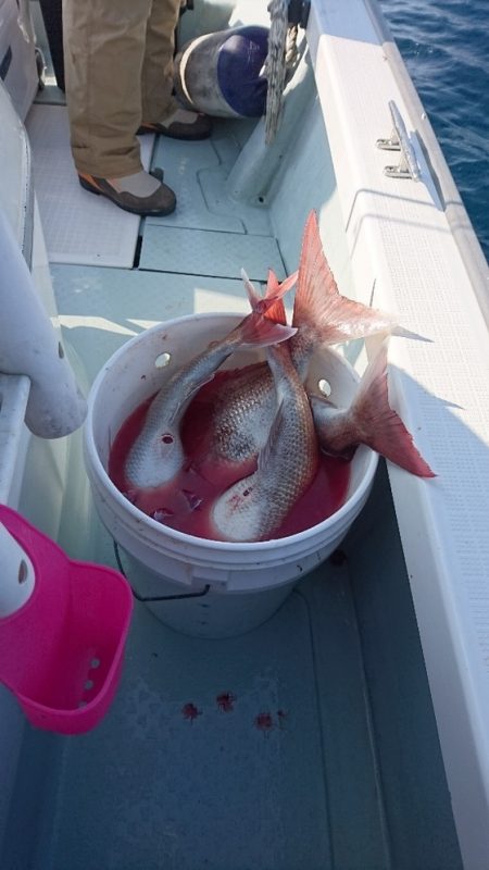 遊漁船ブルーウッズ 釣果