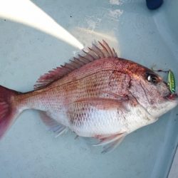 遊漁船ブルーウッズ 釣果