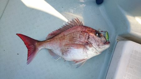 遊漁船ブルーウッズ 釣果