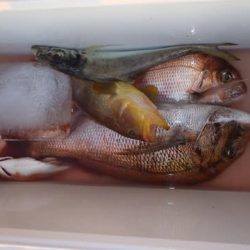 第二むつ漁丸 釣果