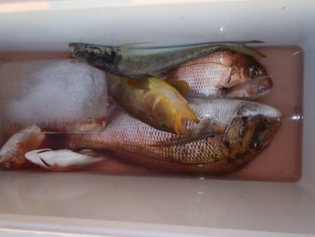 第二むつ漁丸 釣果