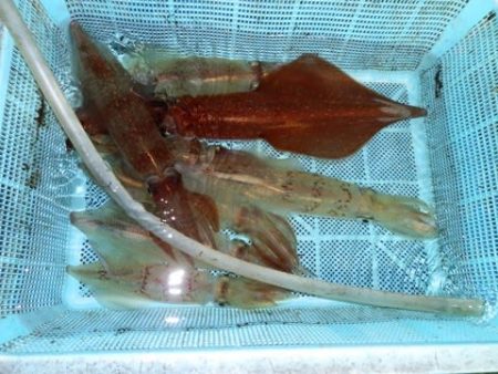 第二むつ漁丸 釣果