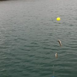 うきまろダンシングは連チャンの合図♪