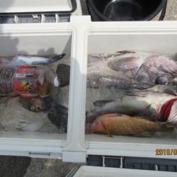 大進丸(新潟) 釣果